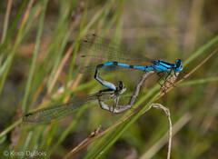 Enallagma annexum