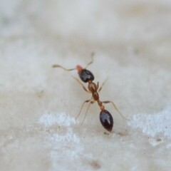 Monomorium floricola