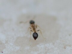 Monomorium floricola