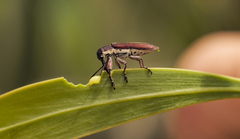 Rhinotia melanocephala
