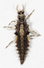 Chrysopa nigricornis