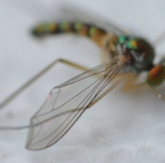 Amblypsilopus variegatus