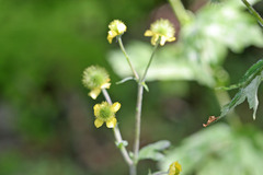 Geum aleppicum