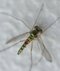 Amblypsilopus variegatus