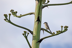 Lanius collaris collaris