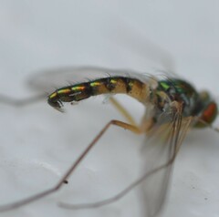 Amblypsilopus variegatus