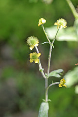 Geum aleppicum