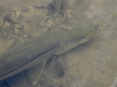 Centropomus undecimalis