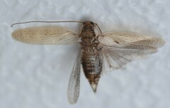 Pseudophyllodromiinae