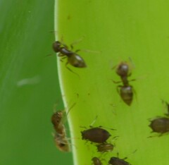 Brachymyrmex obscurior