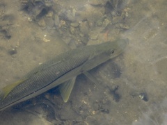 Centropomus undecimalis