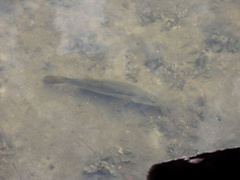 Centropomus undecimalis