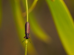 Rhinotia melanocephala