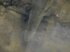 Centropomus undecimalis