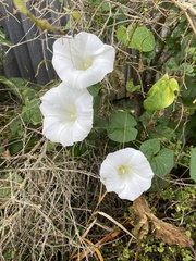 Calystegia tuguriorum