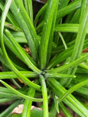 Celmisia major major