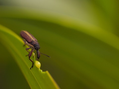 Rhinotia melanocephala