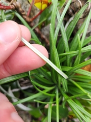 Celmisia major major