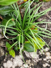 Celmisia major major