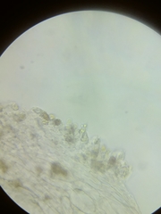 Cortinarius glaucocyanopus