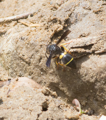 Ancistrocerus spinolae