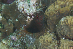 Cirripectes stigmaticus