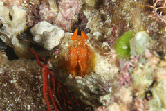 Lysiosquilloides mapia