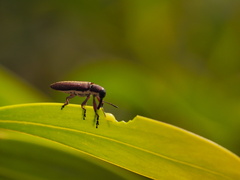 Rhinotia melanocephala