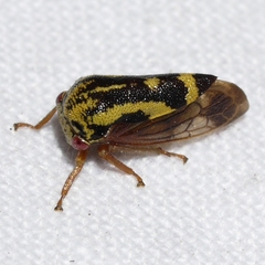Ophiderma flava