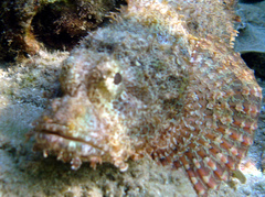Scorpaenopsis