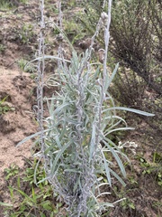 Pseudognaphalium microcephalum