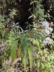 Stevia seleriana