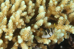 Paraluteres prionurus