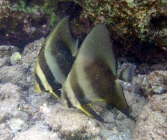 Platax orbicularis