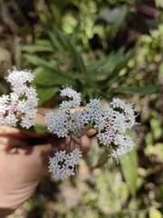 Stevia seleriana