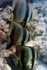 Platax orbicularis