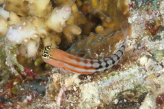 Ecsenius fijiensis