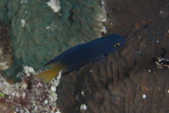 Pomacentrus flavioculus