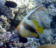 Heniochus intermedius