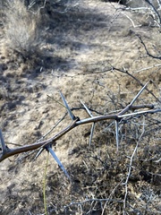 Prosopis glandulosa