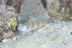 Amblyeleotris steinitzi