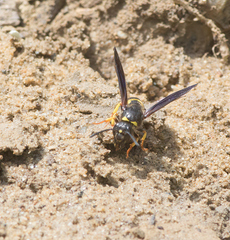 Ancistrocerus spinolae