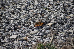 Chlosyne definita