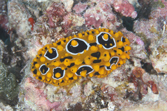 Phyllidia ocellata