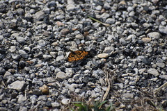 Chlosyne definita