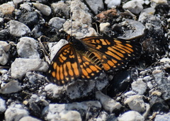 Chlosyne definita