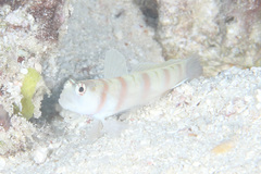 Amblyeleotris steinitzi