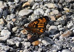 Chlosyne definita