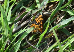 Chlosyne definita