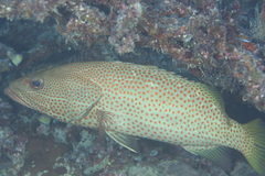 Anyperodon leucogrammicus